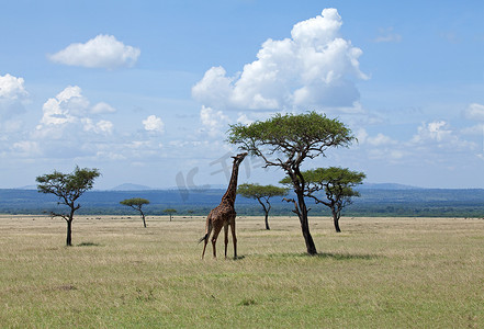 马赛马拉摄影照片_马赛马拉的长颈鹿