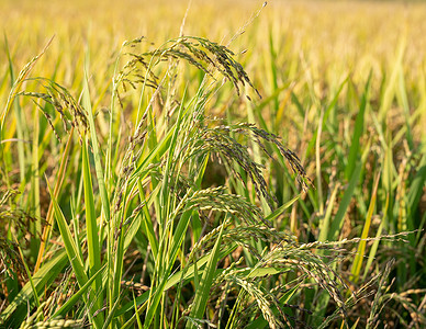 成熟水稻摄影照片_水稻穗中的水稻种子