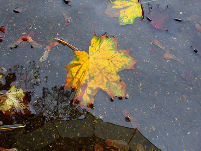 街道水坑上的秋天彩色枫叶，带镜子的雨伞