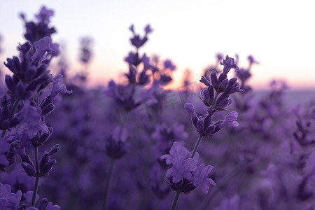薰衣草花田特写在日落，新鲜的紫色芳香花为自然背景。