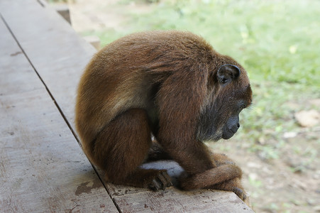 卡地亚手提袋摄影照片_南美秘鲁亚马逊盆地的猴子