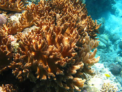 青蒿摄影照片_红海中的软珊瑚