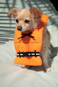 可爱的吉娃娃狗在万圣节服装航海橙色生活 v