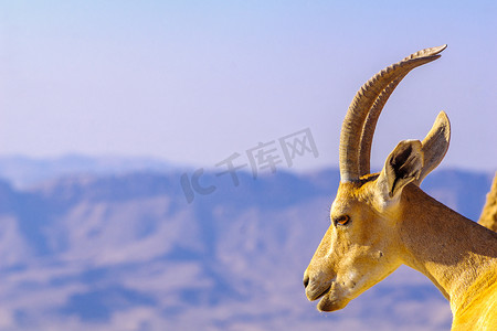 Makhtesh（火山口）Ramon 悬崖上的努比亚山羊