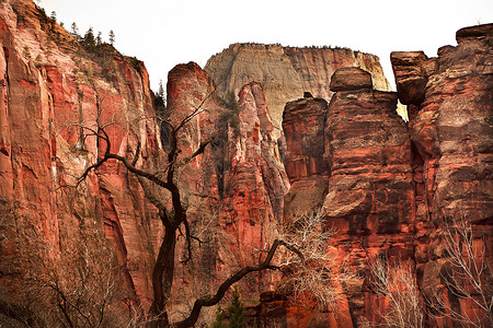 犹他州锡安峡谷国家公园的红色岩壁大白王座