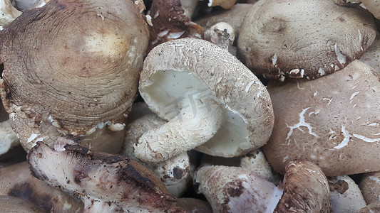 一大堆新鲜收获的蘑菇的特写视图。