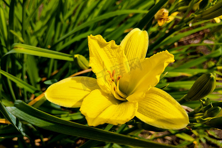 黄色百合摄影照片_夏季花园中充满活力的黄色百合。