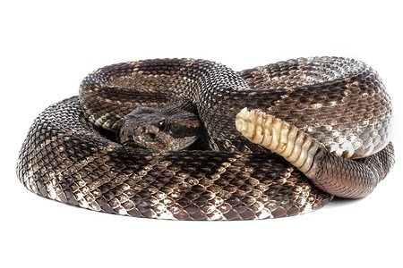 南太平洋响尾蛇 (Crotalus viridis helleri)。