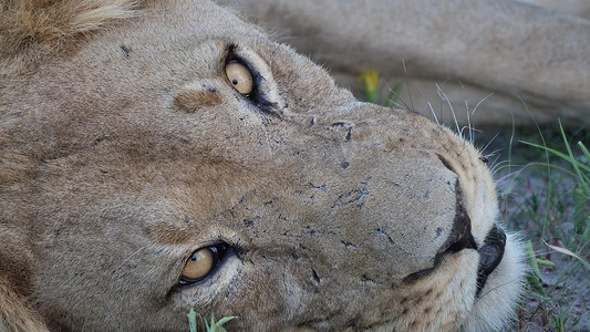 卡拉哈里摄影照片_卡拉哈里中央禁猎区的雄狮