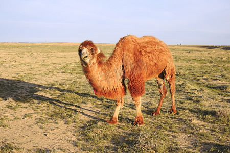 毛茸茸的骆驼。