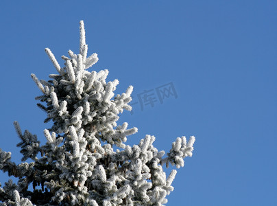 冰霜之刃摄影照片_冰霜常青树顶