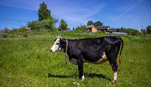绿色的草地上站着一头白头黑牛。 