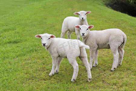 绿色草地和草坪上的三只可爱的白羊。
