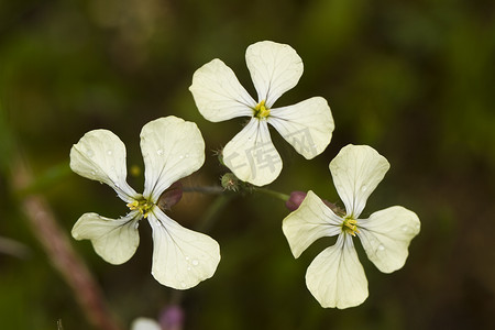 野萝卜 (Raphanus raphanistrum)