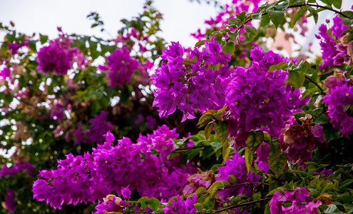 阳光明媚的细节上的紫色花朵