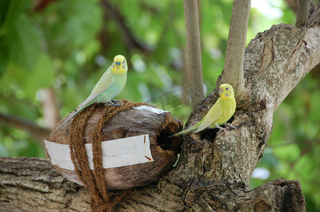 黄绿色摄影照片_在椰子巢树马尔代夫的黄绿色鹦鹉