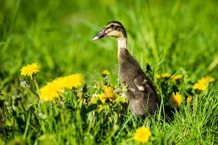 坐在绿草中的小家养灰鸭