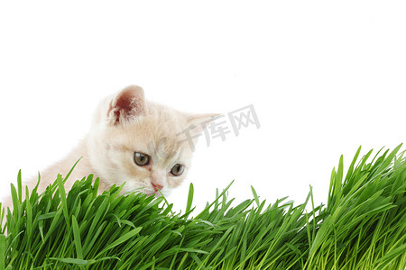 草后的猫