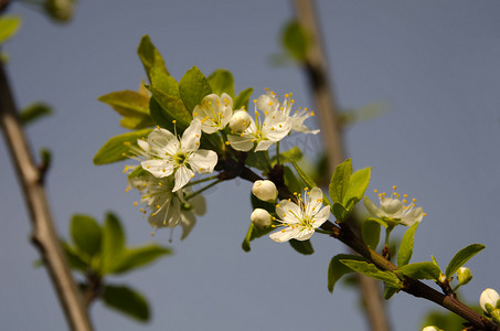 李树摄影照片_米拉贝尔李树的花朵