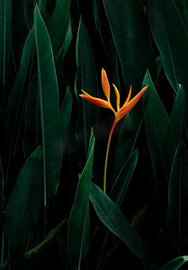 深绿色热带植物自然背景上的异国情调的花朵。
