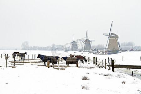 荷兰风车建筑物摄影照片_荷兰传统风车冬季的马匹