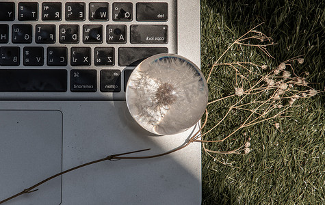 笔记本电脑键盘上的玻璃镇纸中的 Crepis foetida 花。