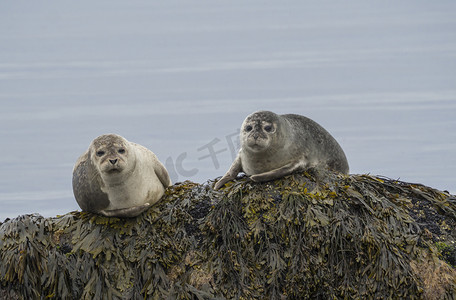 关闭海豹 (Phoca vitulina)，男性和女性坐在冰岛海草覆盖的岩石上，有选择的焦点，复制空间