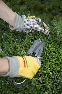 用手套和修枝剪修剪和塑造黄杨木 (Buxus sempervirens) 植物