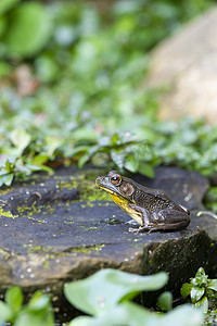 大眼睛青蛙摄影照片_一只青蛙坐在被绿叶环绕的花园池塘的岩石上