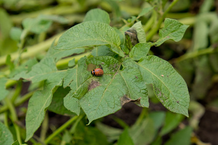 科罗拉多马铃薯甲虫幼虫吃马铃薯叶。