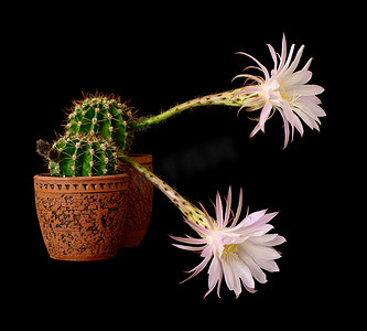 仙人掌 花 echinopsis 杂种