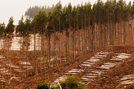 用于木材采伐的广袤砍伐桉树林