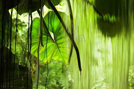大树叶摄影照片_丛林景观、大树叶和落水