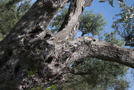 一棵百年橄榄树的细节