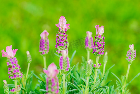 风景淡紫色摄影照片_美丽盛开的薰衣草花