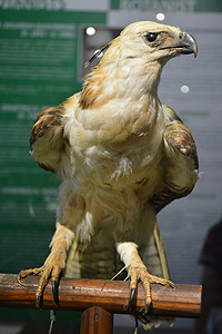 菲律宾马尼拉国家自然历史博物馆老鹰