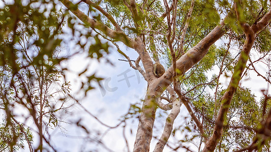 澳大利亚考拉在自然栖息地