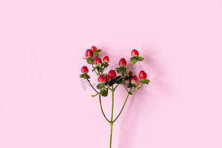 贯叶连翘、粉红色背景中的红色圣约翰草、横幅、明信片、广告、顺势疗法概念、替代药物、树枝上的红色水果、背景、设计、复制空间