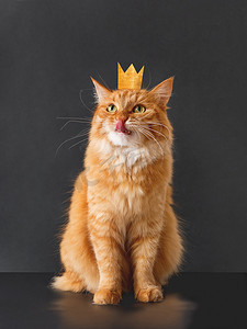 红色背景皇冠摄影照片_可爱的姜猫，脸上有令人敬畏的表情和金色的皇冠