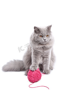 英国小猫玩孤立的粉红色线索
