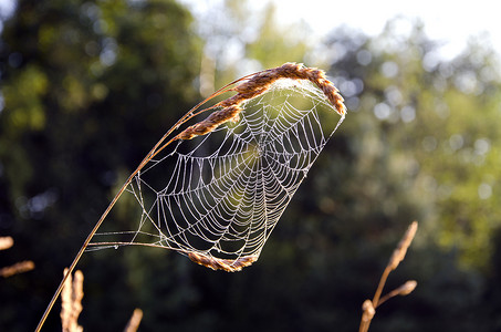 晨光中的夏末蜘蛛网