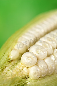 白玉米棒摄影照片_鲜生甜玉米洒水