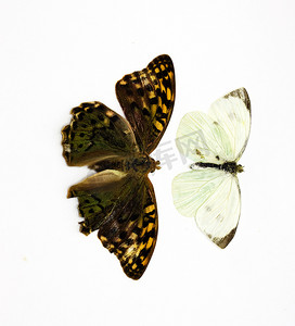 旋毛虫摄影照片_在白色绝缘的两只美丽的热带蝴蝶