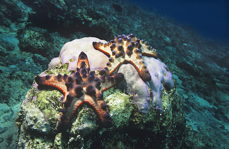 珊瑚礁上的星鱼