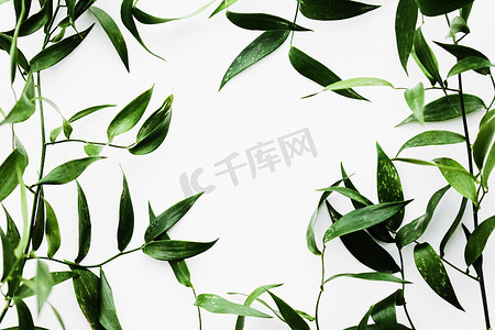 白色背景上的绿叶作为植物框架平铺、生态设计和春季自然平铺
