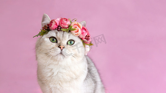 英国猫摄影照片_宽幅横幅。粉红色背景中戴着花冠的美丽白色英国猫