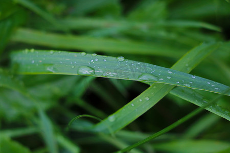 草和植物的绿叶在雨后滴水。