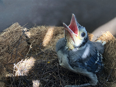 冠蓝鸦摄影照片_饥饿的冠蓝鸦小鸡在巢中