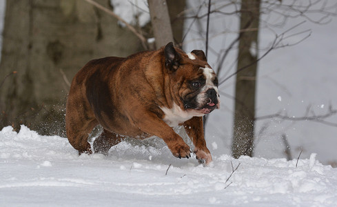 斗牛犬在雪地里玩耍