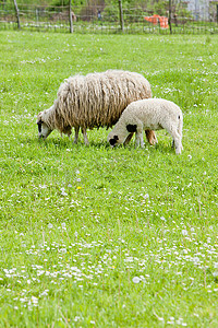 朋克赛博数字摄影照片_“羊与羊羔，波斯尼亚和黑塞哥维那”